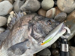 アフロキビナゴ