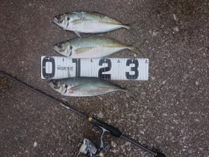 _20190201_123533-1280x960