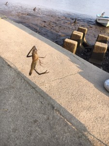 1562653801259_image1